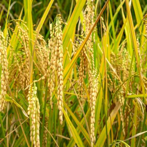 Agri